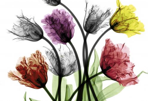 Tentoonstelling tulpen NU Tentoonstelling tulpen NU