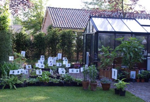 Planten en brocante verkoop Planten en brocante verkoop