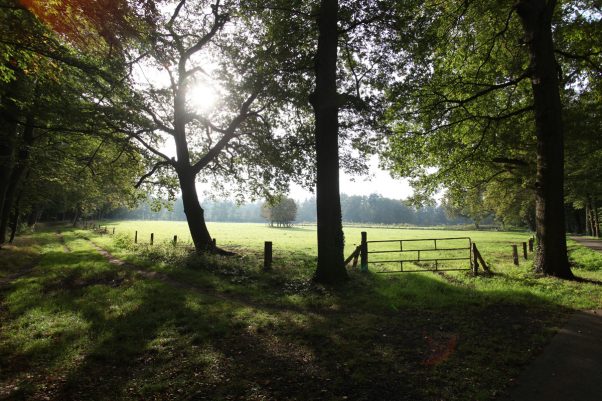 Rooihek met links de Zonnelaan