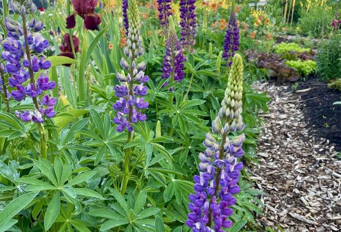 Jong NTs – Blog 8: Slakkensafari en bloemenjacht