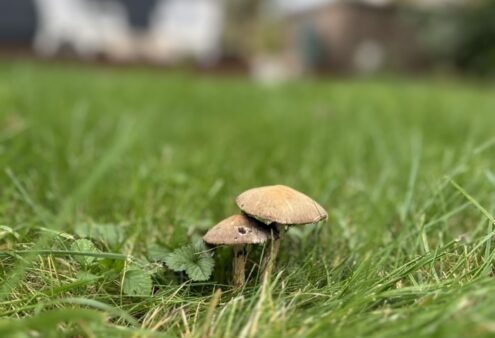 Gratis online leergang voor vrijwilligers in groen erfgoed