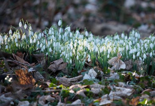 Sneeuwklokjes op TV